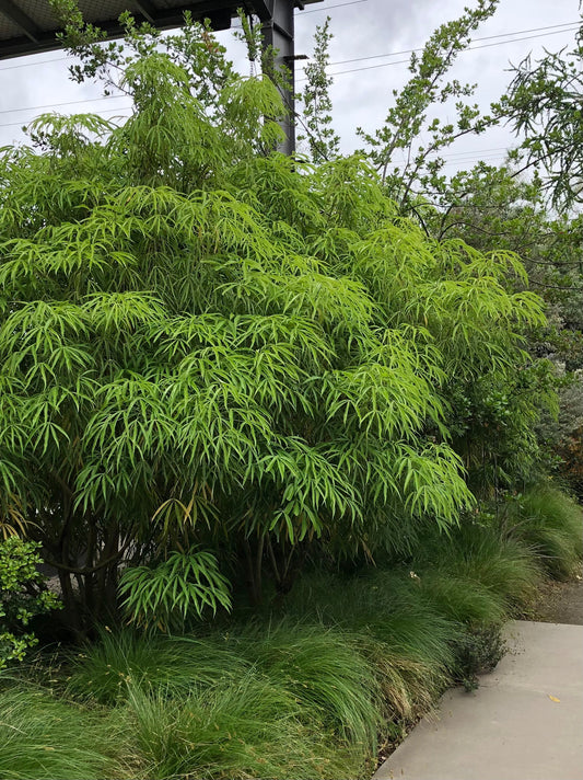 *RETAIL - Metapanax delaveyi