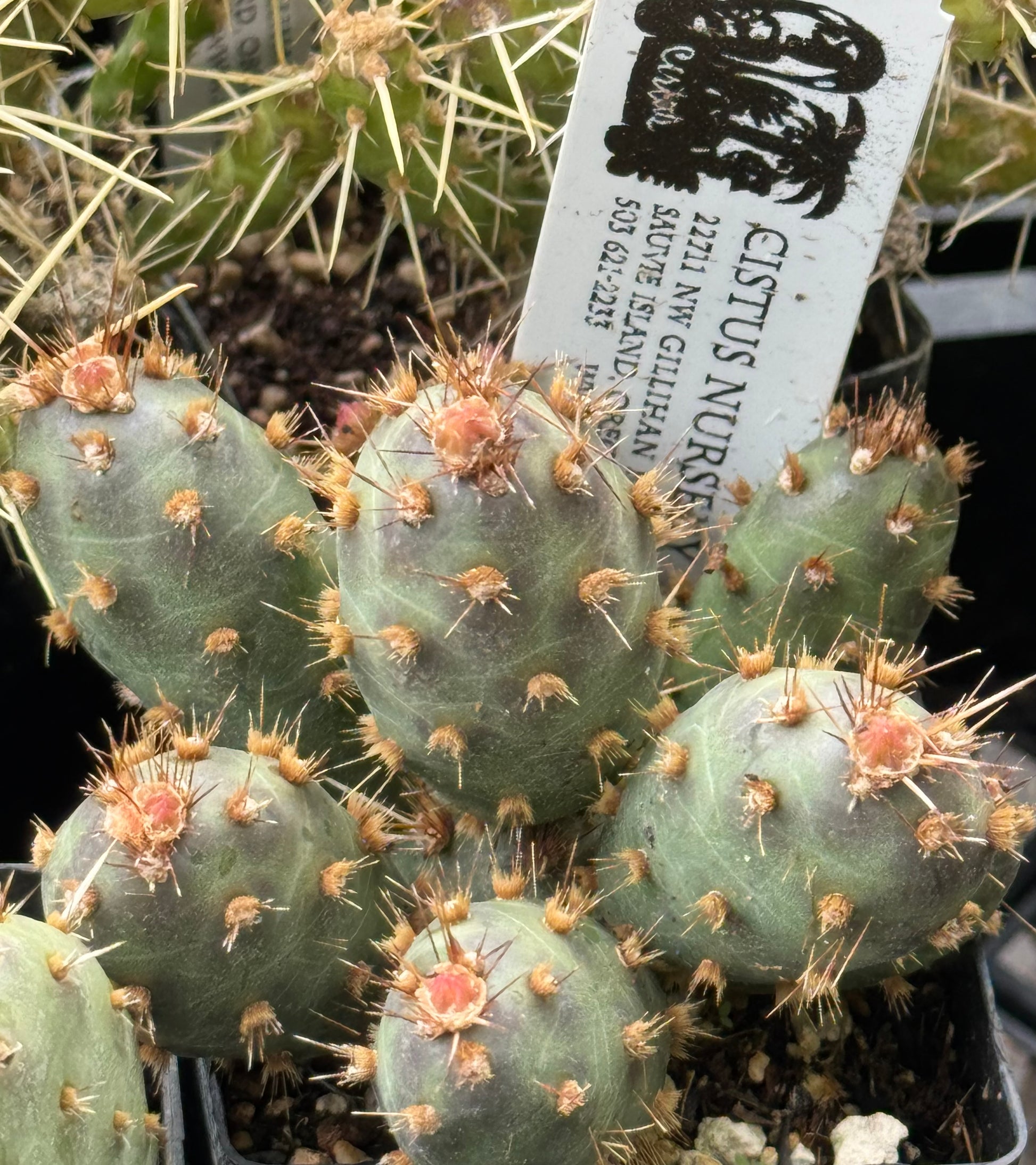 prickly pear cactus pads for sale Opuntia fragilis x 'Mini Pad' – Cistus Nursery