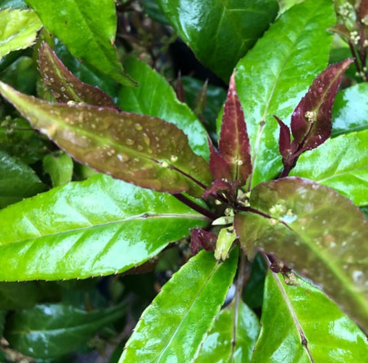 *RETAIL - Helwingia chinensis