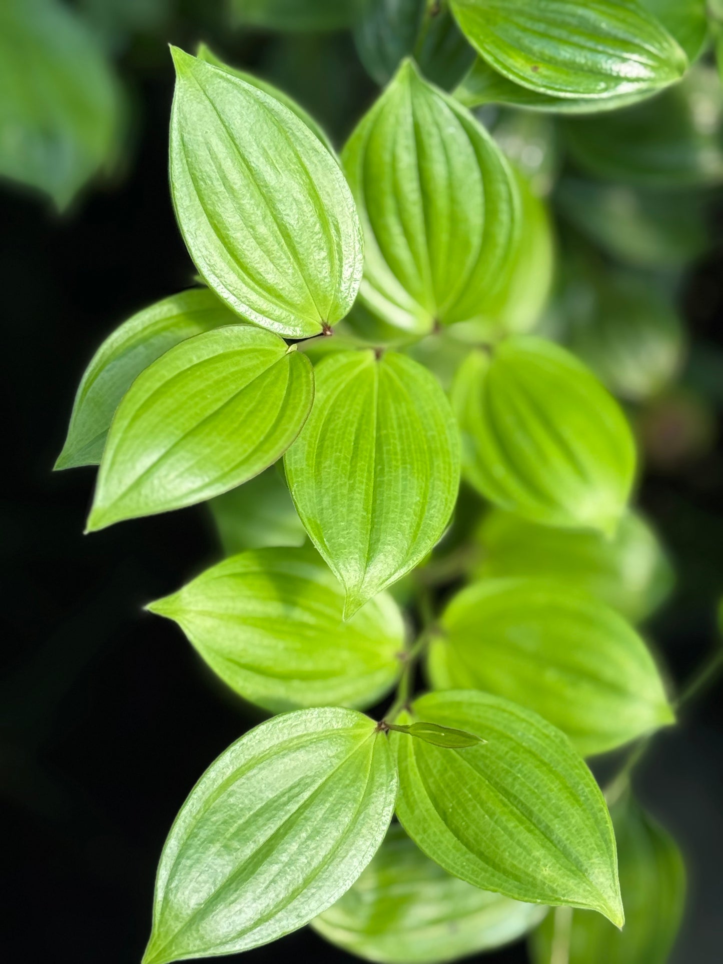 Disporum cantoniense 'Green Giant'