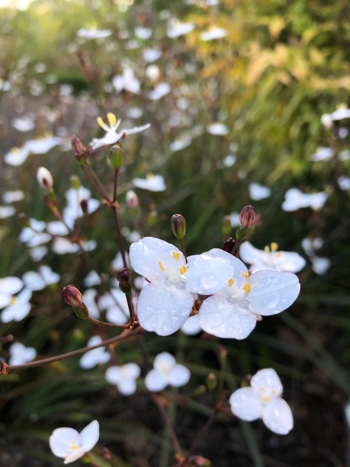 Libertia 'Amazing Grace'