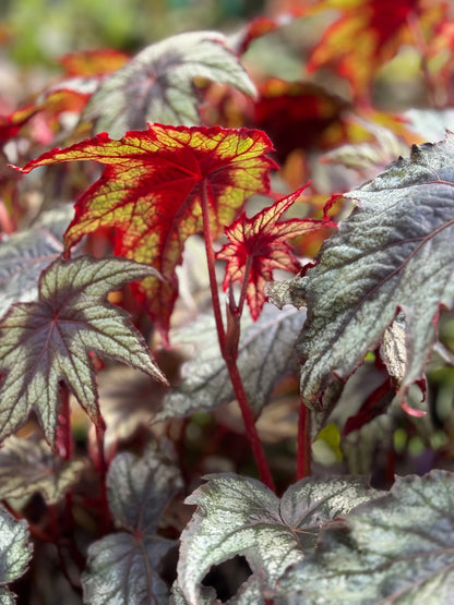 *RETAIL - Begonia 'Little Brother Montgomery'