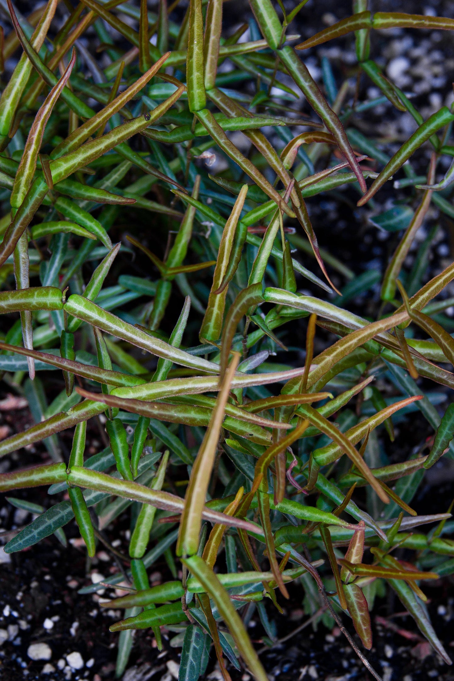 Trachelospermum asiaticum ['Theta' Seedlings]