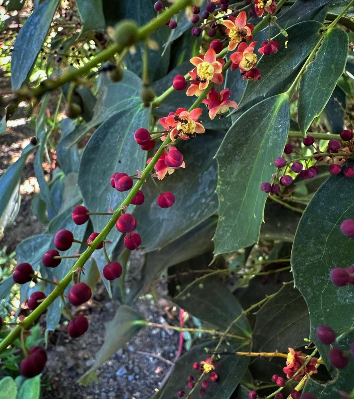 Mahonia x savilliana