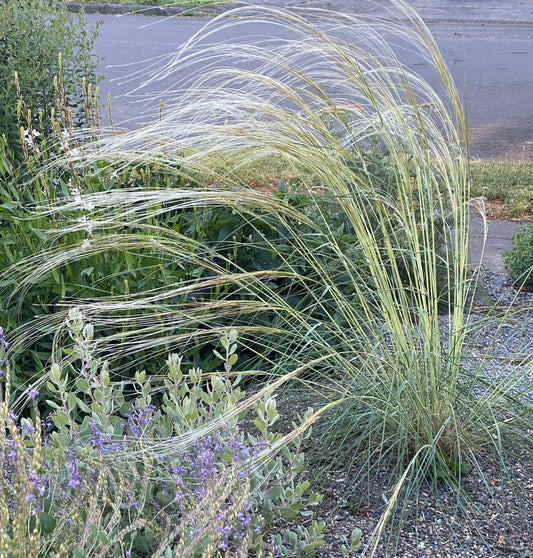 Stipa barbata