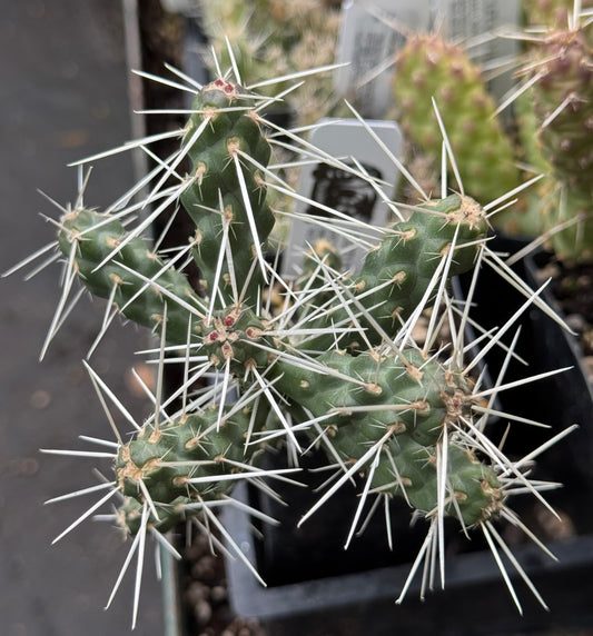 *RETAIL - Opuntia whipplei 'Platinum'