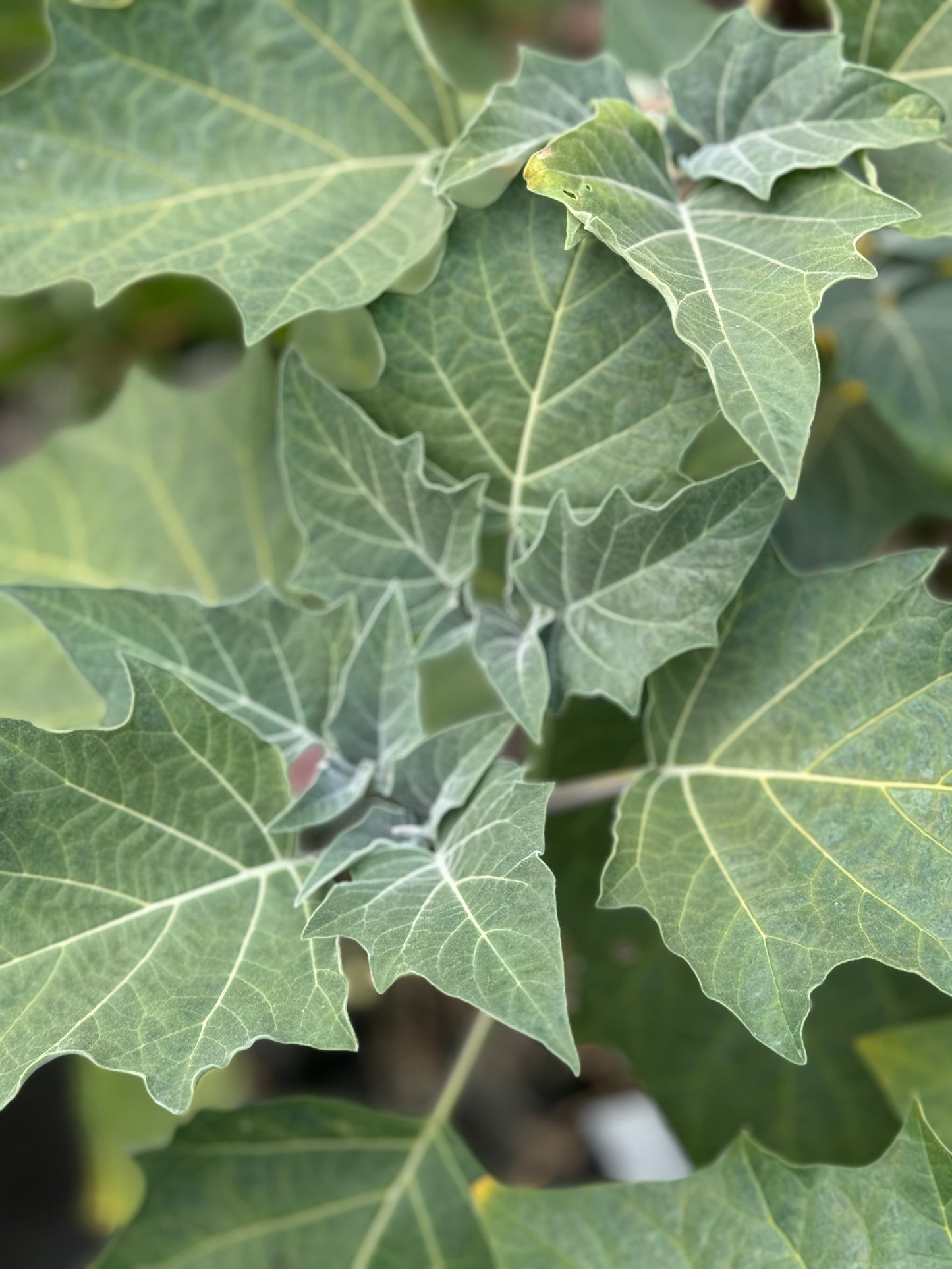 Datura wrightii