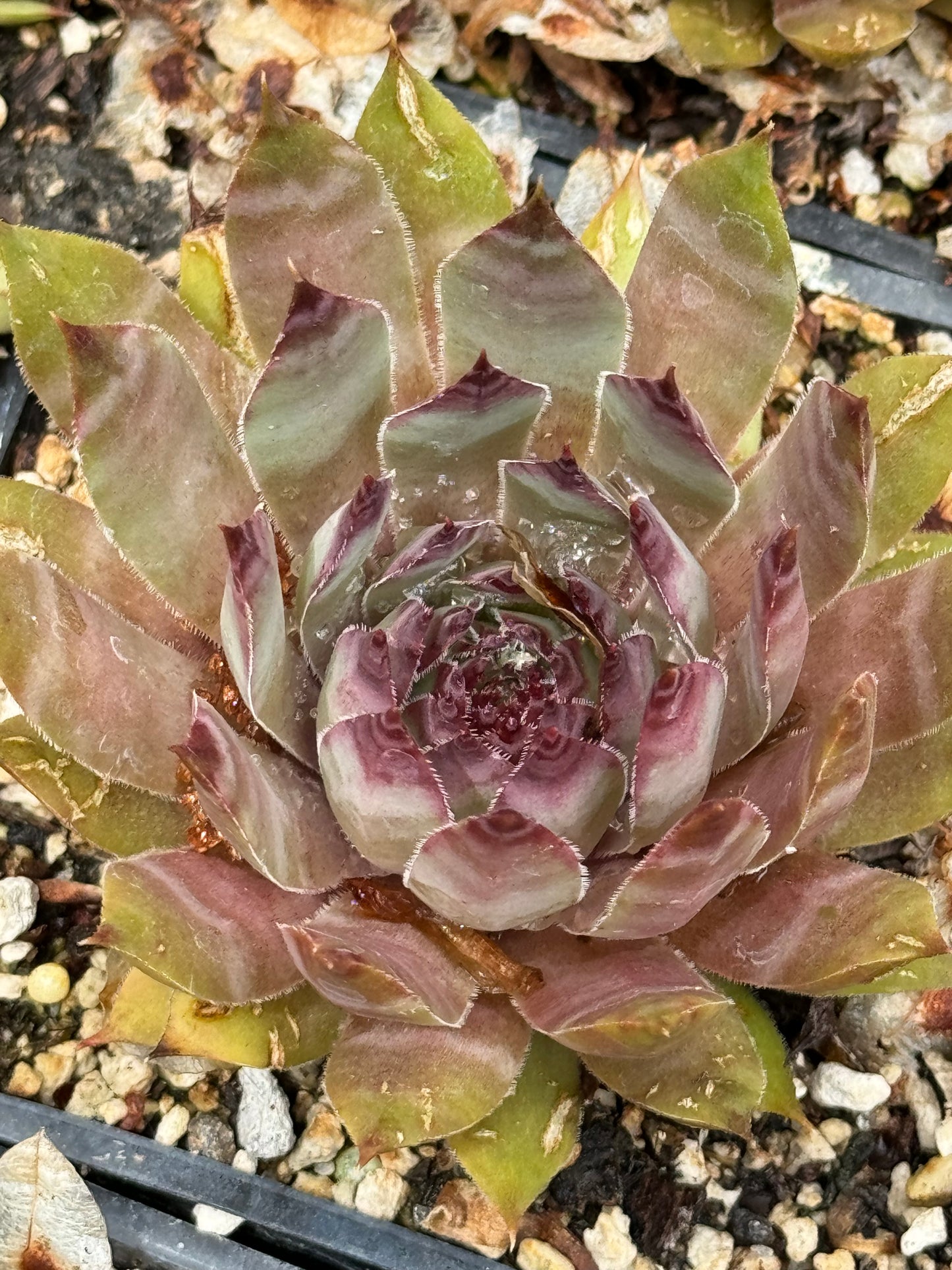 Sempervivum 'Hopi'