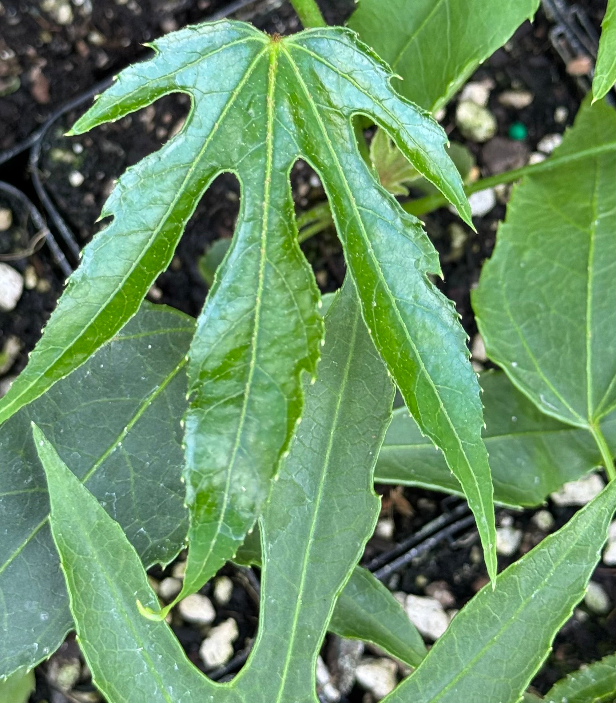 Fatsia Polycarpa Needham s Lace Cistus Nursery fatsia-polycarpa-needham-s-lace-cistus-nursery