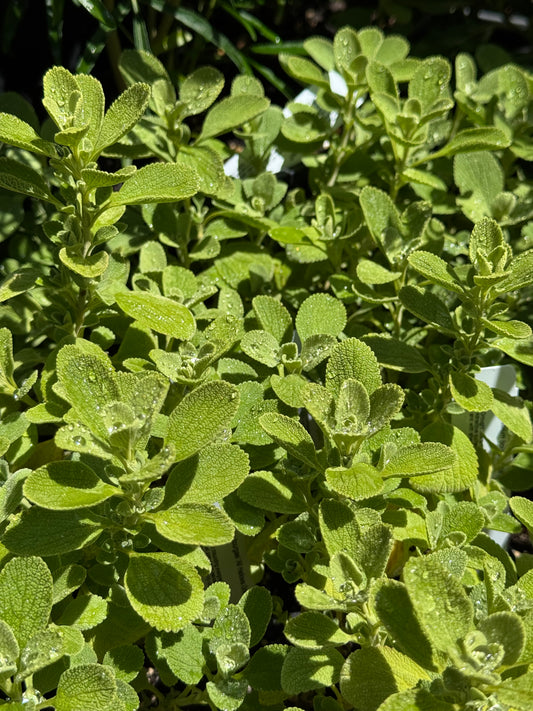*RETAIL - Marrubium bourgaei 'All Hallows Green'