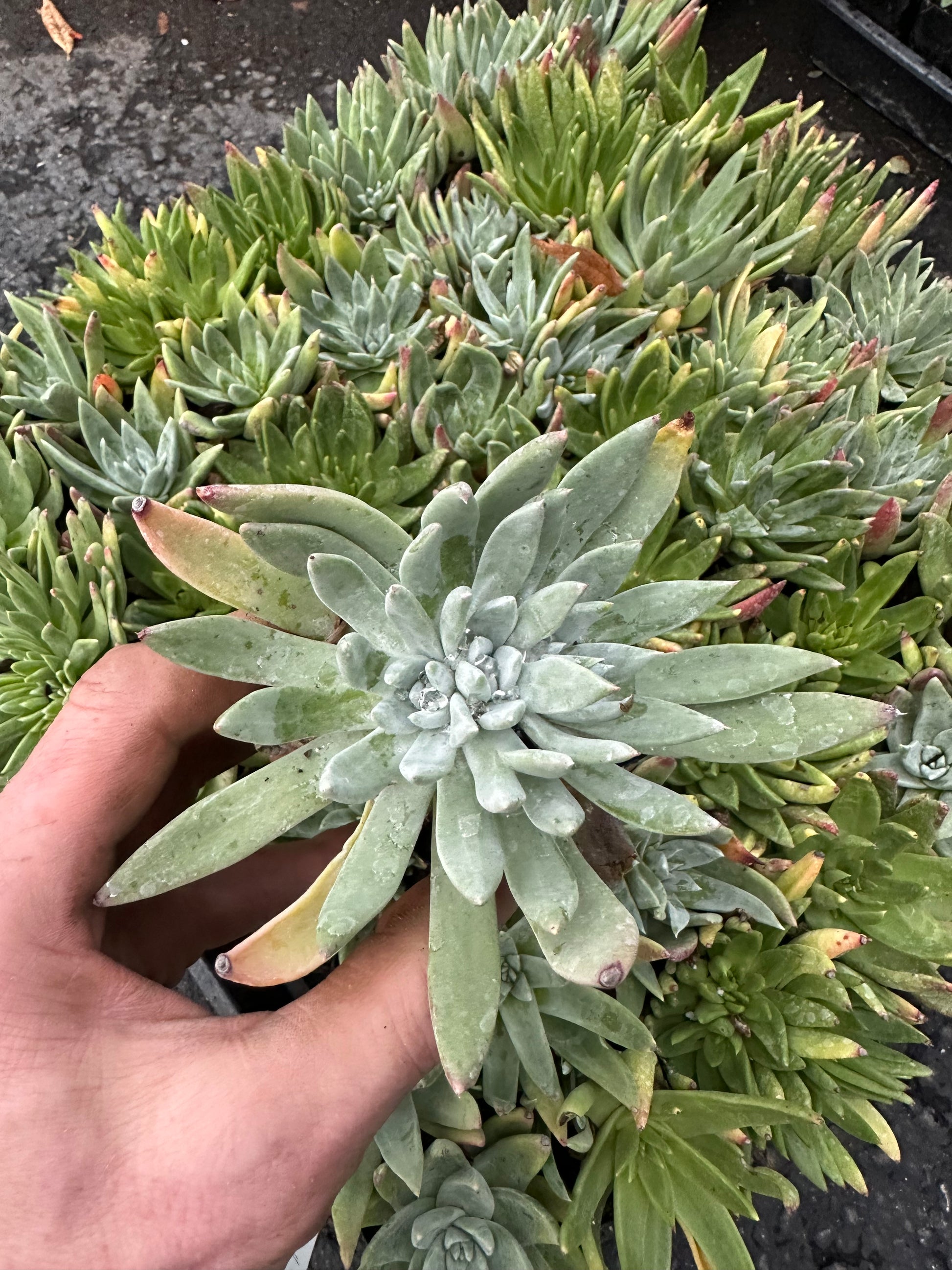 dudleya succulent plants Dudleya farinosa