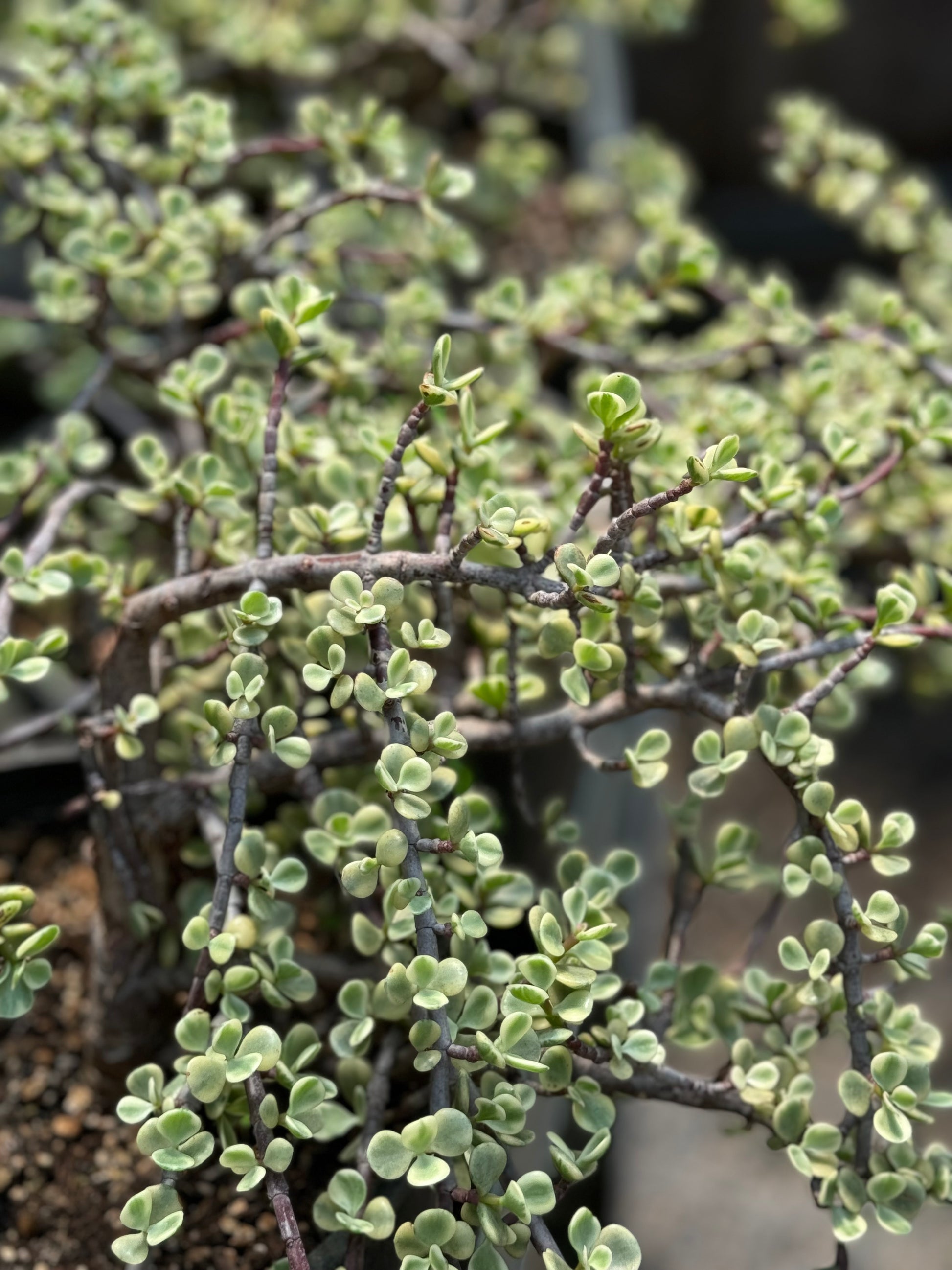 afra jade plant *RETAIL