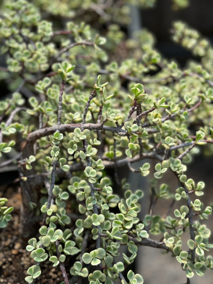 *RETAIL - Portulacaria afra 'Variegata'