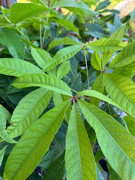 Aesculus wangii