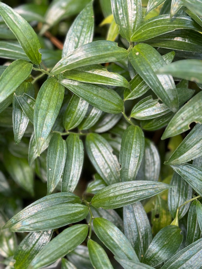 Disporopsis pernyi ‘Bill Baker’