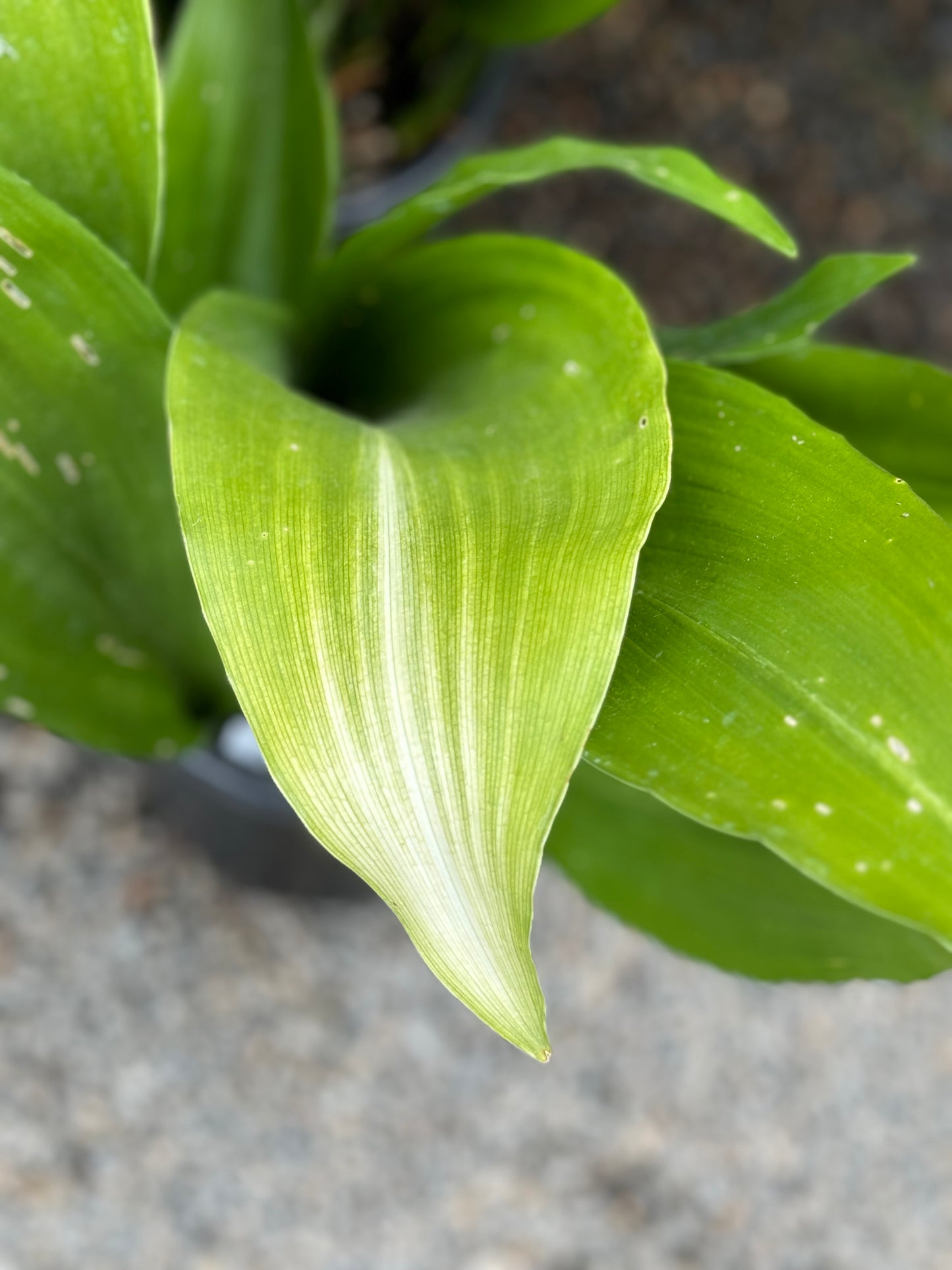Aspidistra elatior 'Asahi'