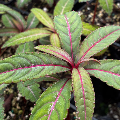 Impatiens omeiana 'Silver Pink'