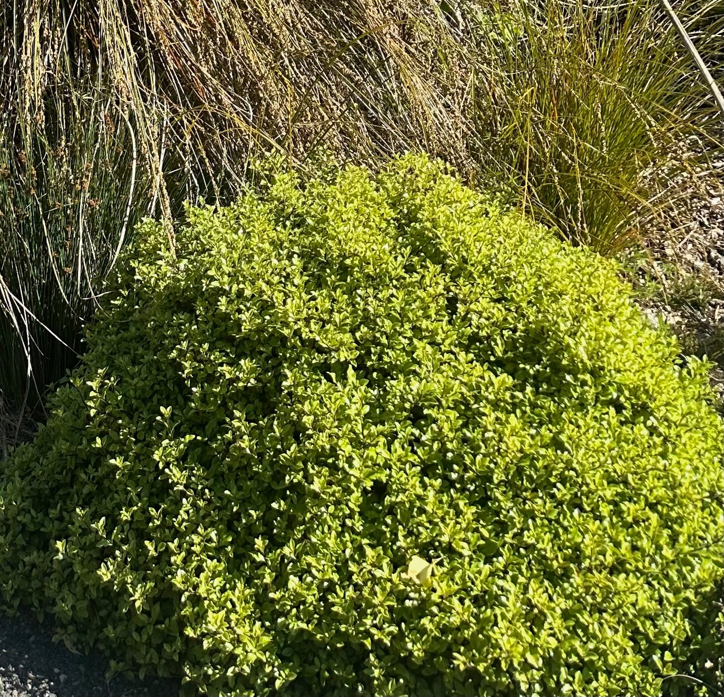 *RETAIL - Pittosporum tenuifolium 'Elfin'