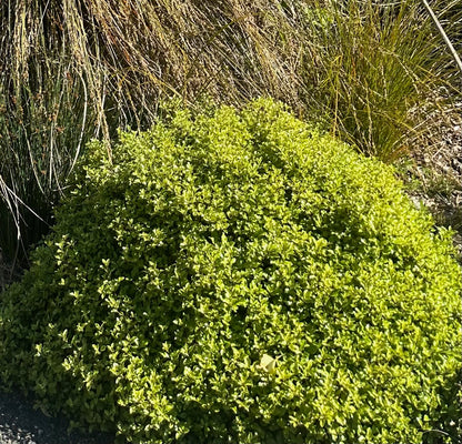 *RETAIL - Pittosporum tenuifolium 'Elfin'