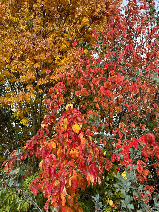 *RETAIL - Chaenomeles sinensis