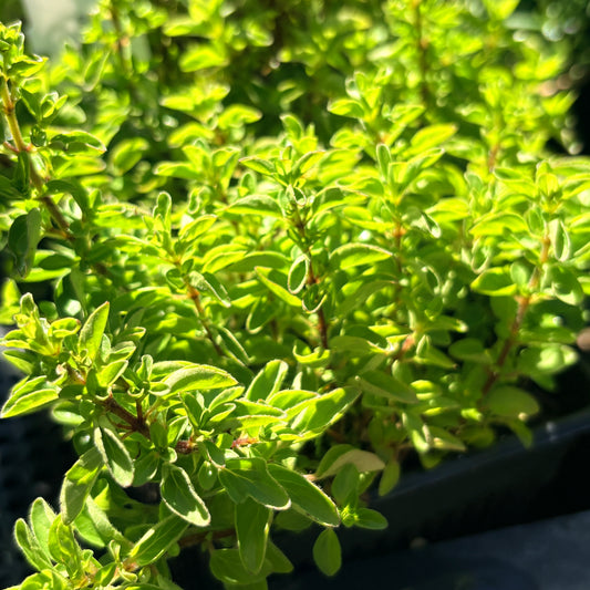 *RETAIL - Origanum vulgare 'Compactum'