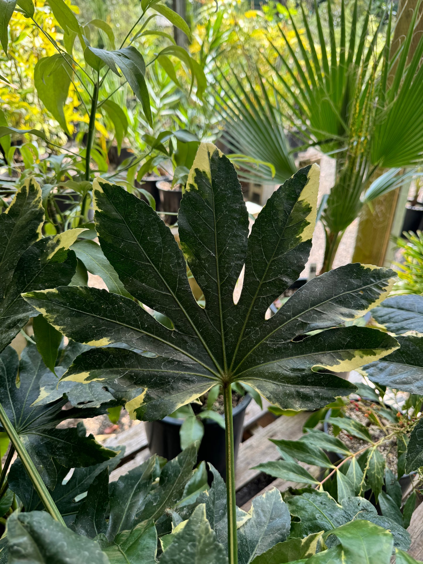 *RETAIL - Fatsia japonica ‘Variegata'