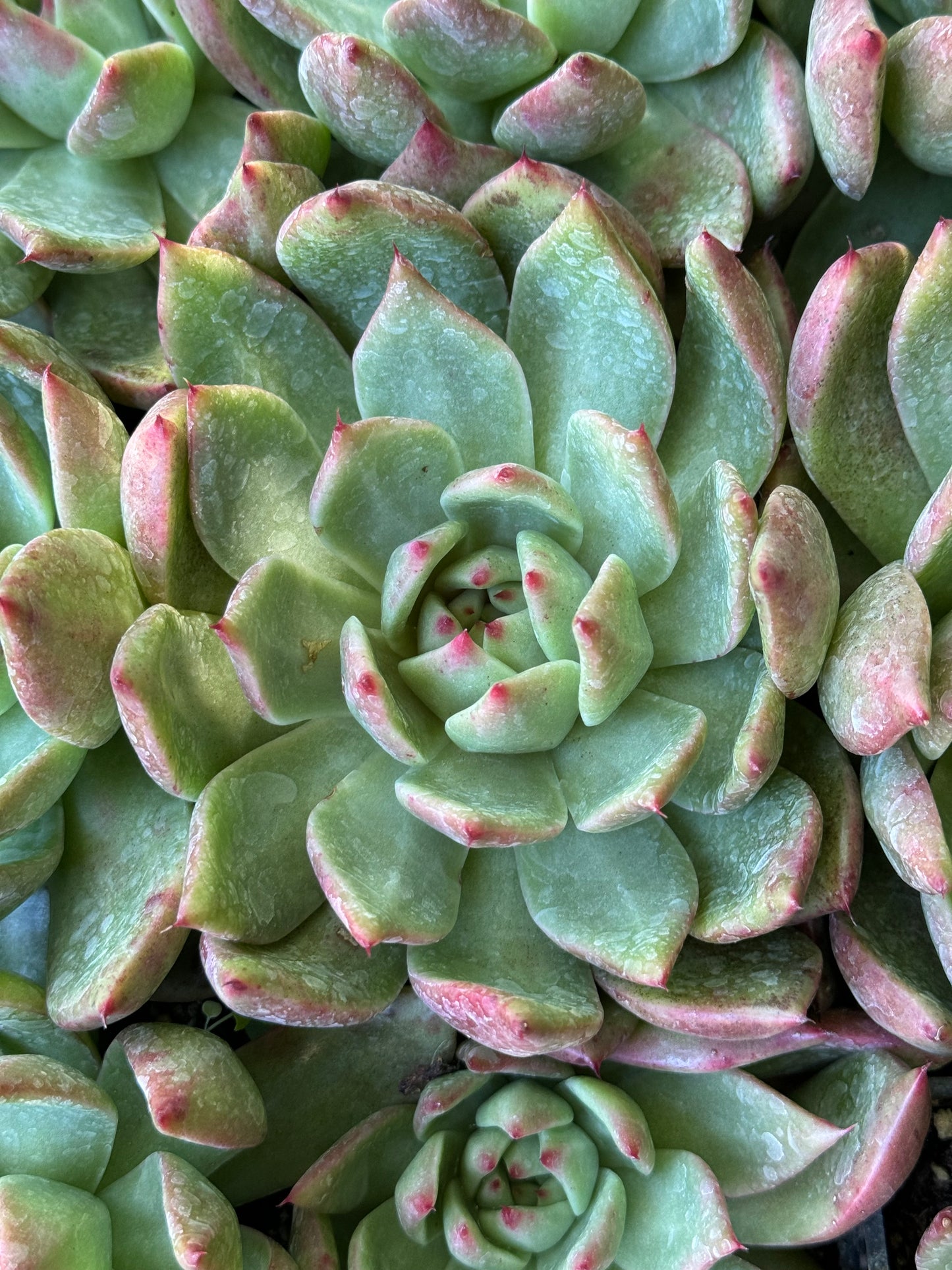 *RETAIL - Echeveria 'Lady's Choice'