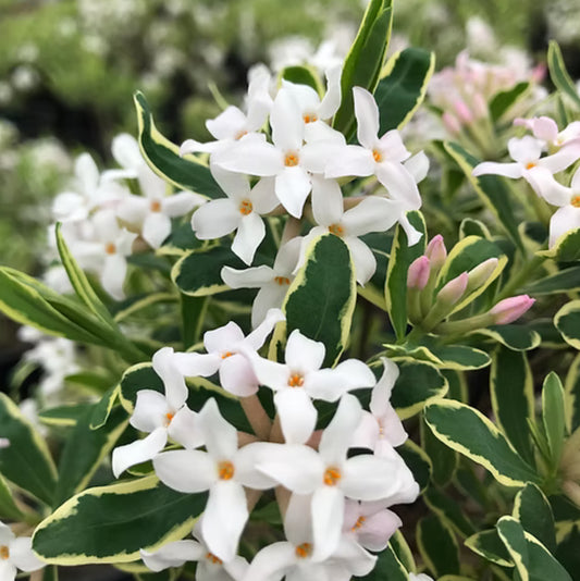 *RETAIL - Daphne x burkwoodii 'Carol Mackie'