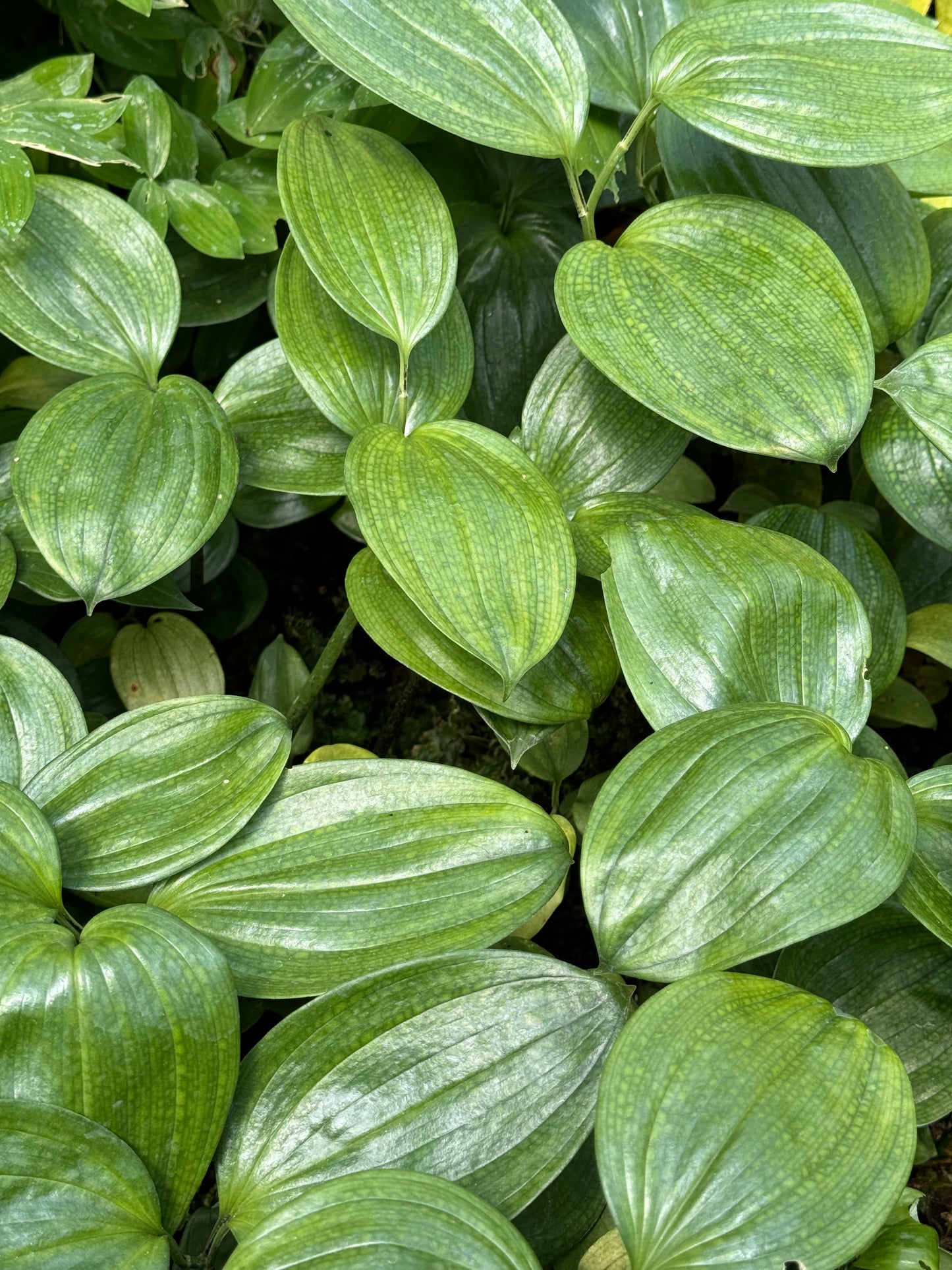 Disporopsis sp. - The Giant