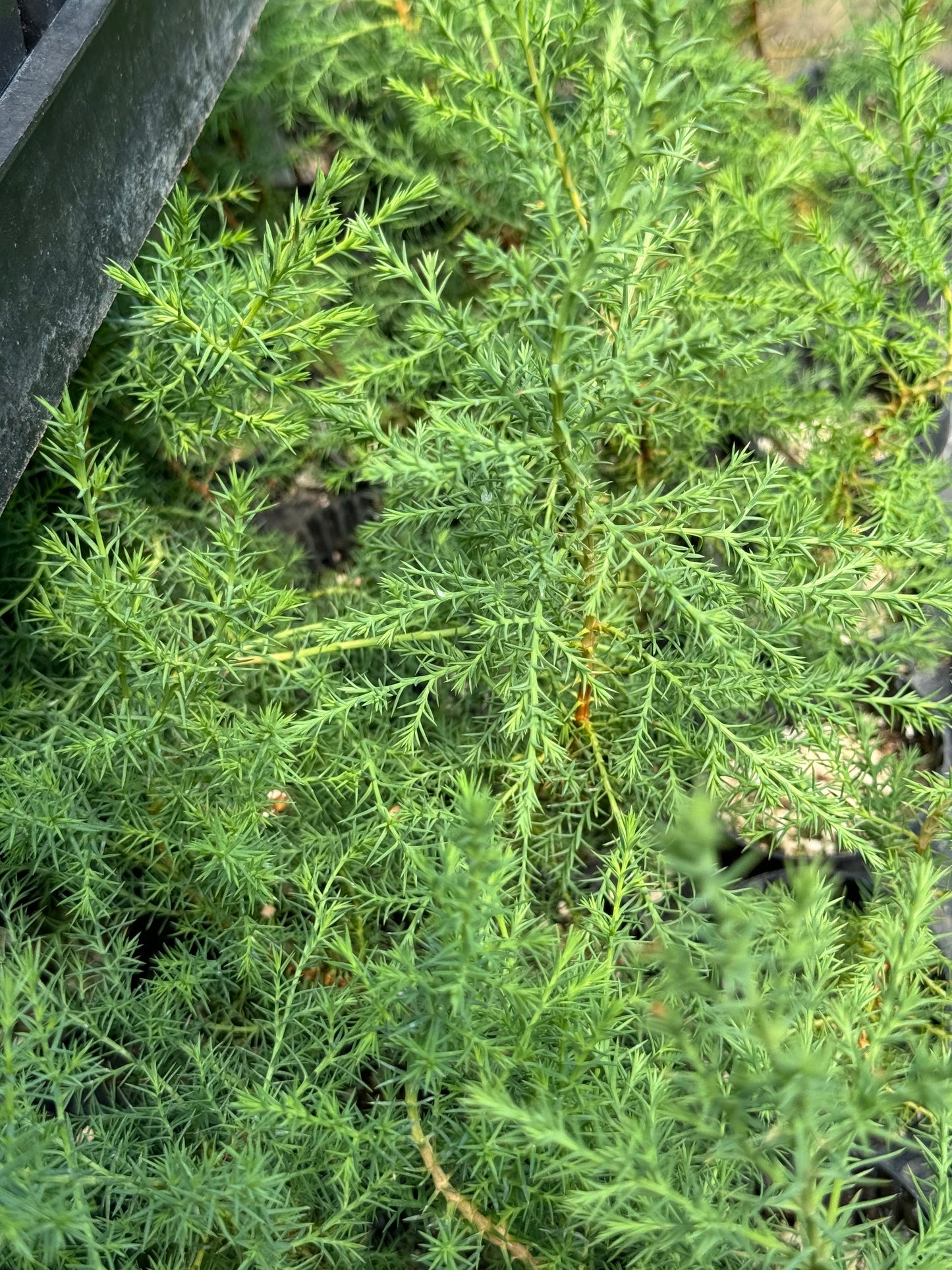 Cupressus arizonica var. glabra