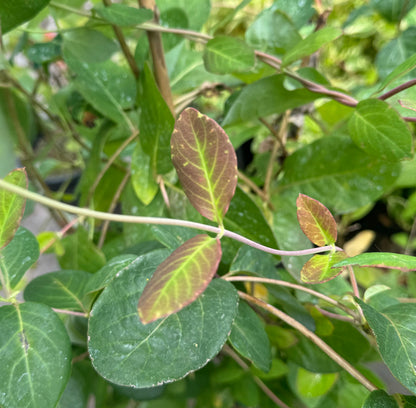 *RETAIL - Lonicera tragophylla