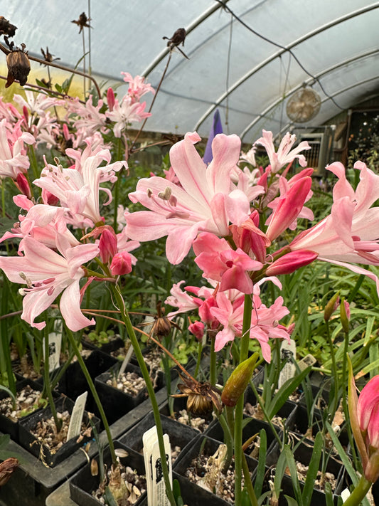 Nerine x pudica 'Strawberry Sorbet'