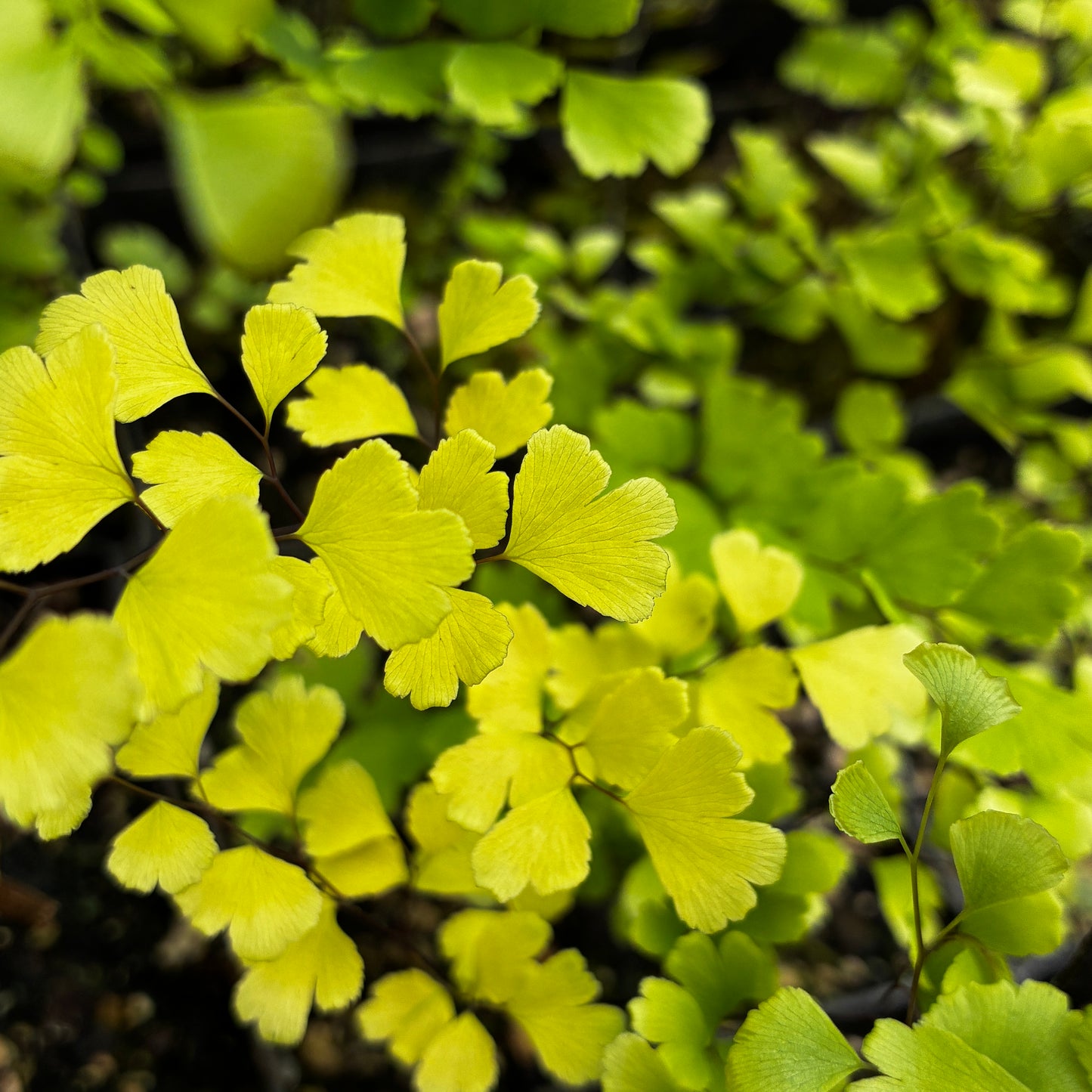 Adiantum 'Golden Michael'