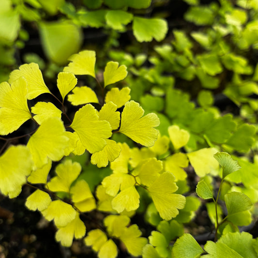 Adiantum 'Golden Michael'