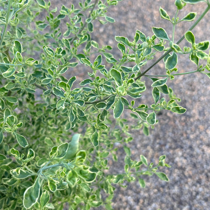*RETAIL - Prostanthera ovalifolia 'Variegata'