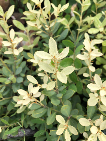 Lithocarpus densiflorus var. echinoides