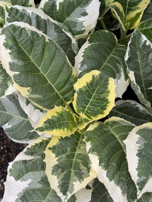 *RETAIL - Brugmansia 'Snowbank' PPAF