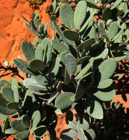 Notholithocarpus densiflorus var. echinoides