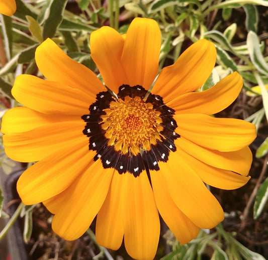 *RETAIL - Gazania rigens 'Variegata'