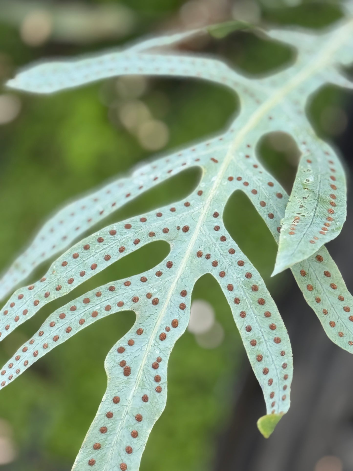 Phlebodium pseudoaureum