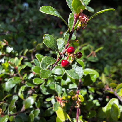 *RETAIL - Arctostaphylos uva-ursi 'Green Supreme'