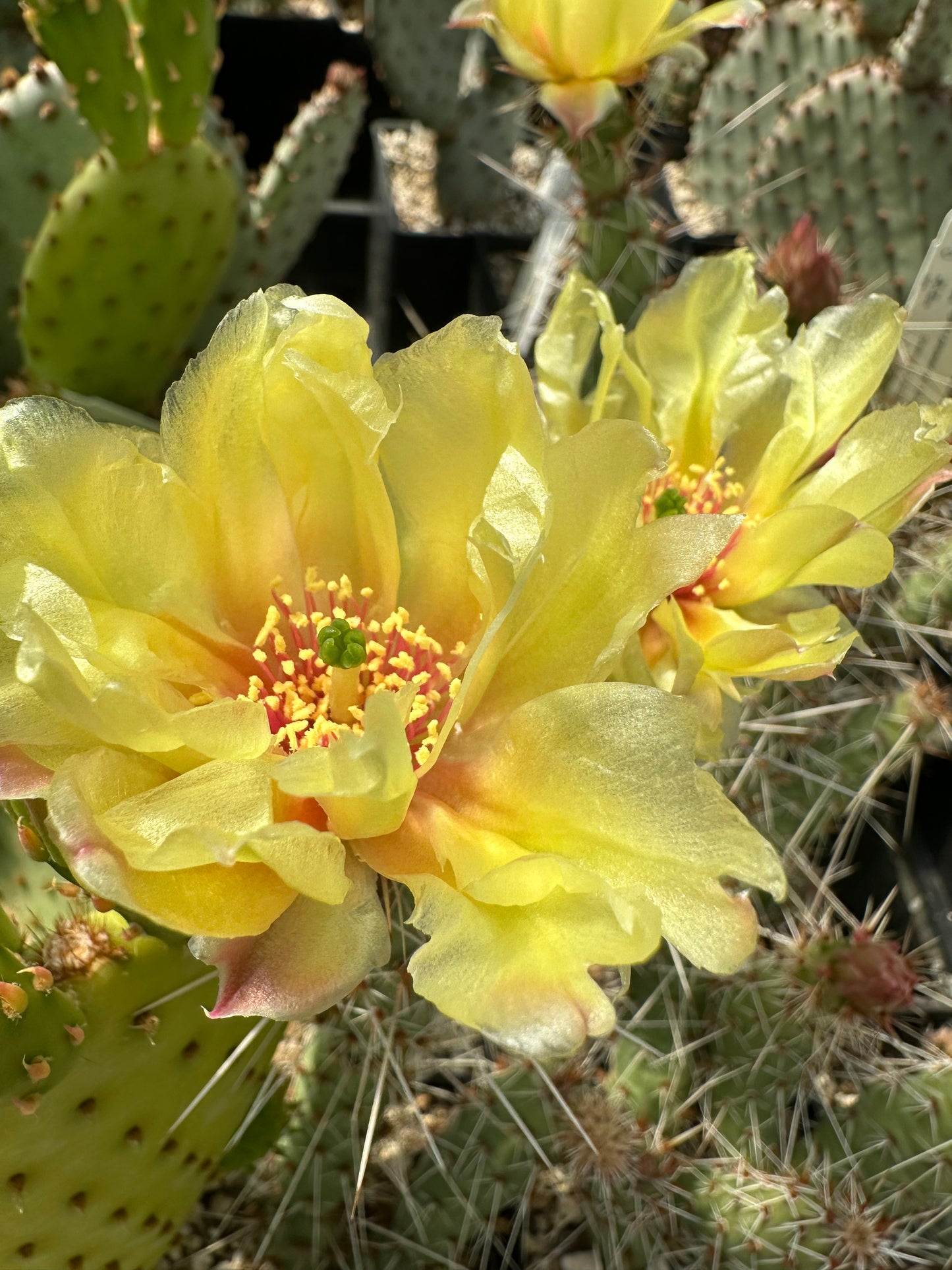 *RETAIL - Opuntia fragilis x polyacantha [Nyssa, Oregon]