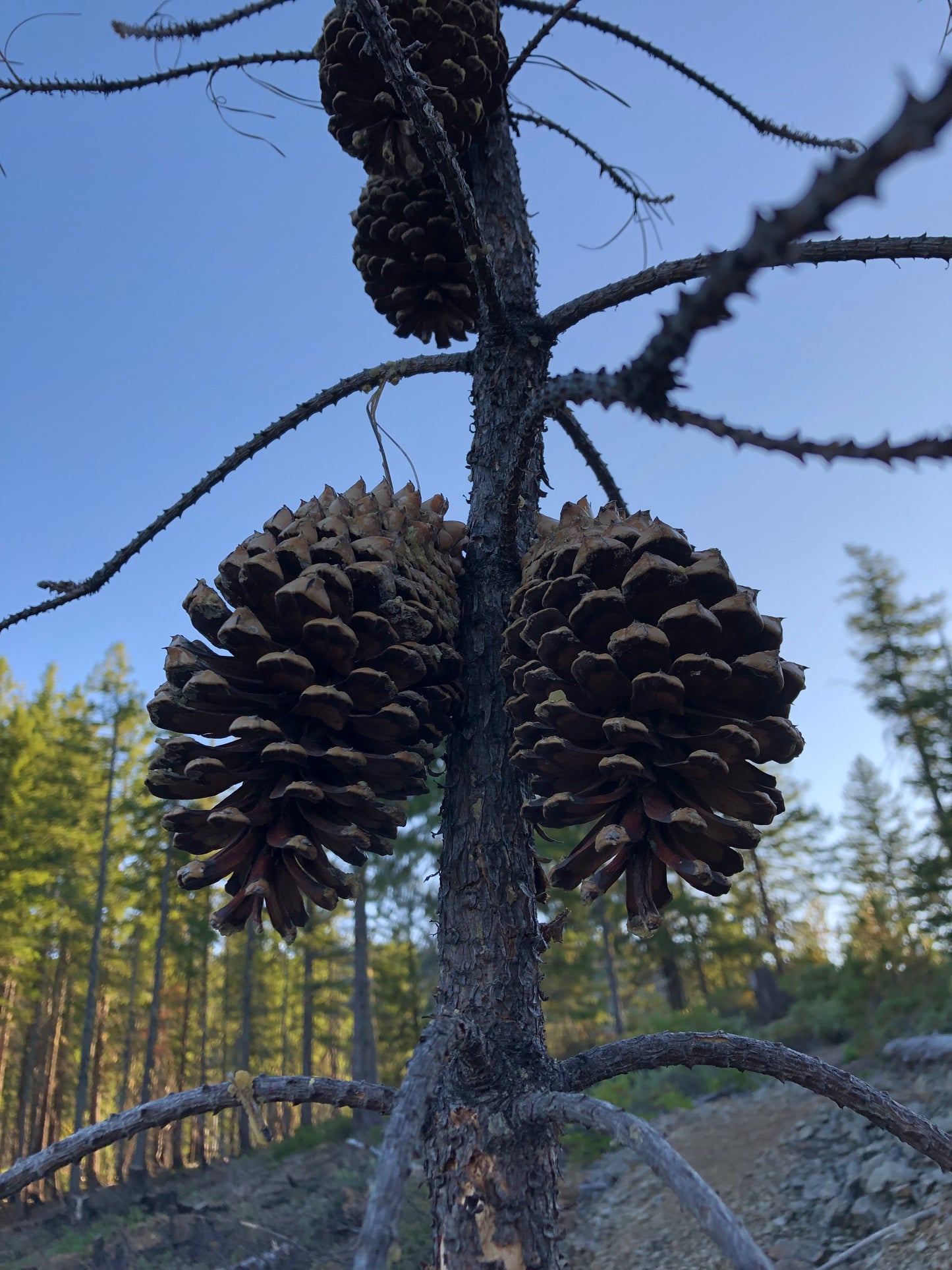 Pinus attenuata