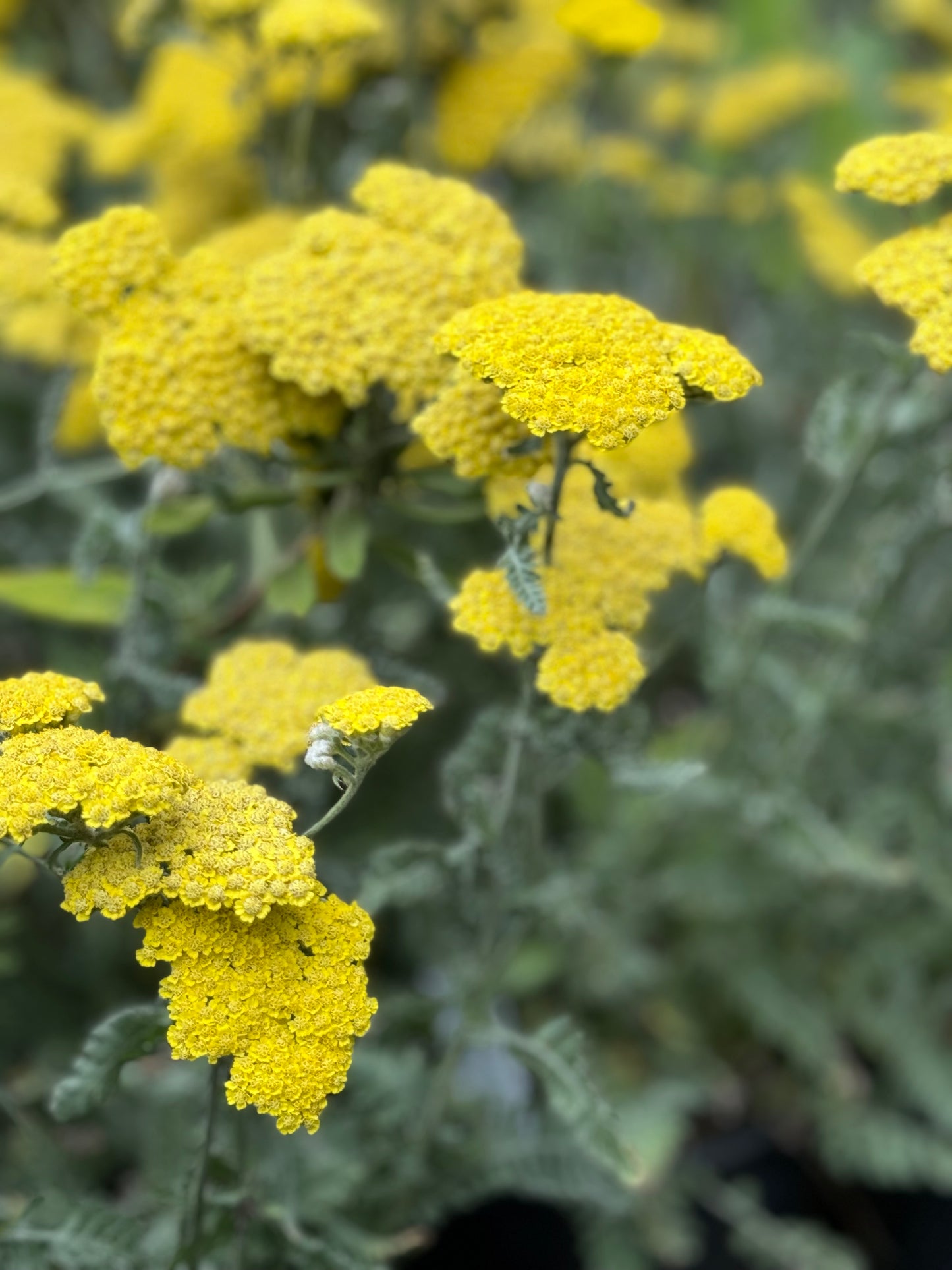 *RETAIL - Achillea 'Moonshine'