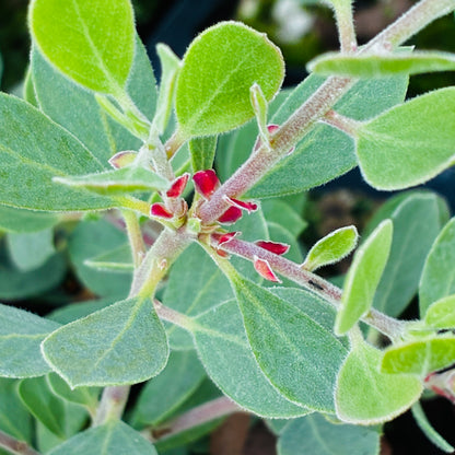 Arctostaphylos nevadensis var. knightii x 'Oregon Blue'