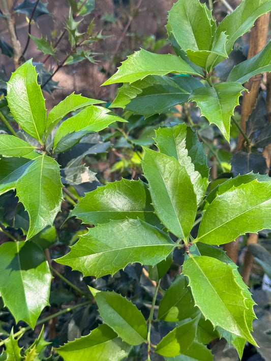 *RETAIL - Osmanthus x fortunei 'Ninth & Polk'