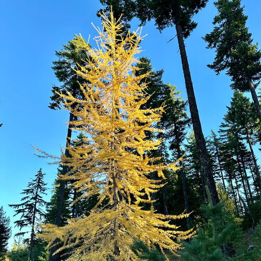 *RETAIL - Larix occidentalis