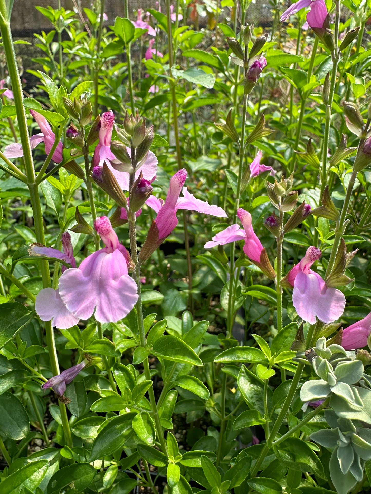 Salvia greggii 'Playa Rosa'