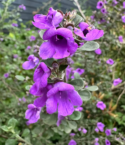 *RETAIL - Prostanthera rotundifolia