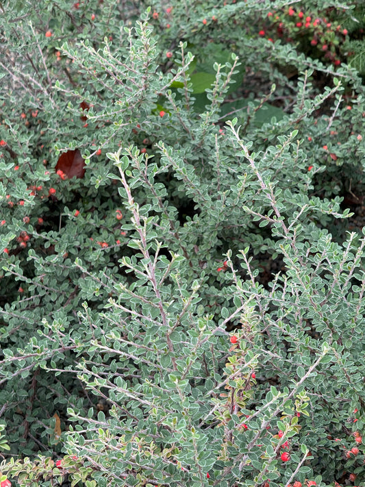 *RETAIL - Cotoneaster hodjingensis